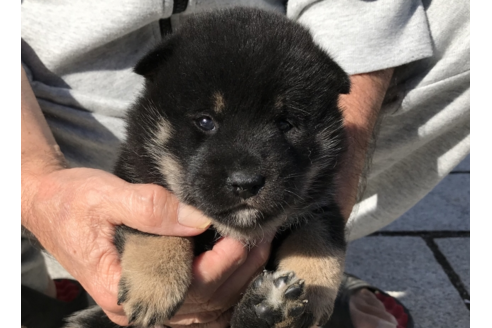 成約済の長崎県の柴犬-58892の5枚目